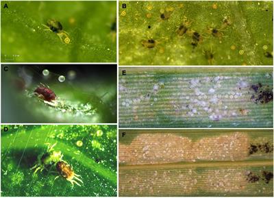 Cooperative Behaviors in Group-Living Spider Mites